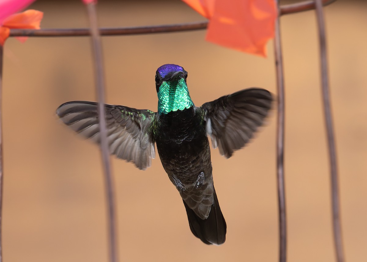 Rivoli's Hummingbird - Verlee Sanburg