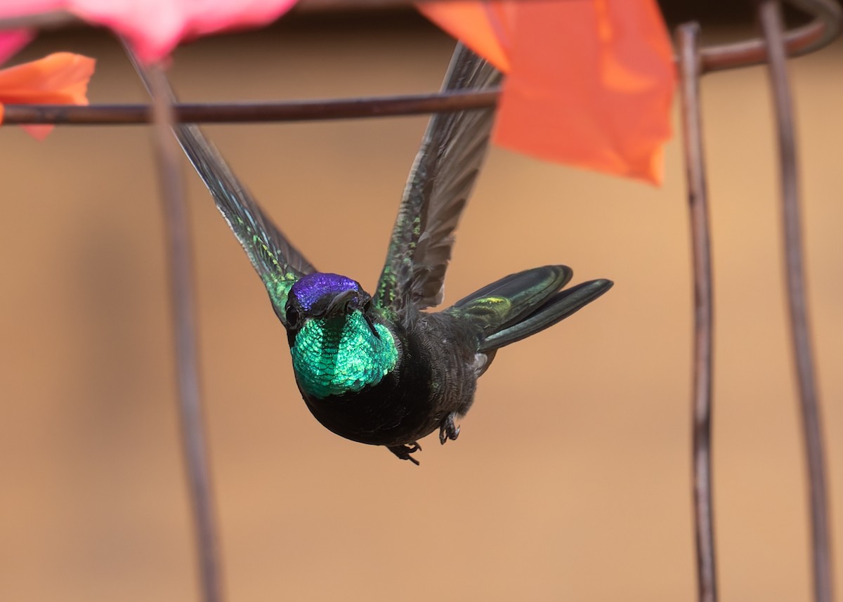 Rivoli's Hummingbird - Verlee Sanburg