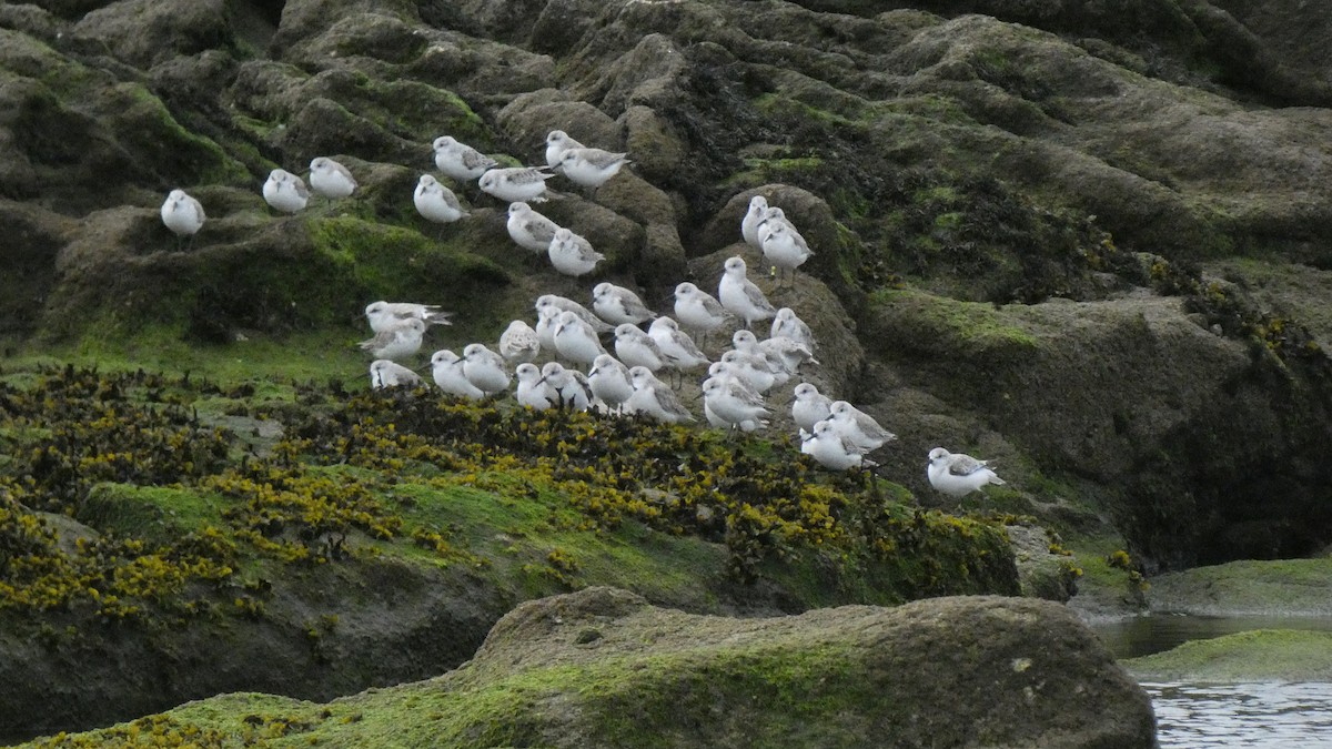 Sanderling - Sara Isabel Fernández Pazos