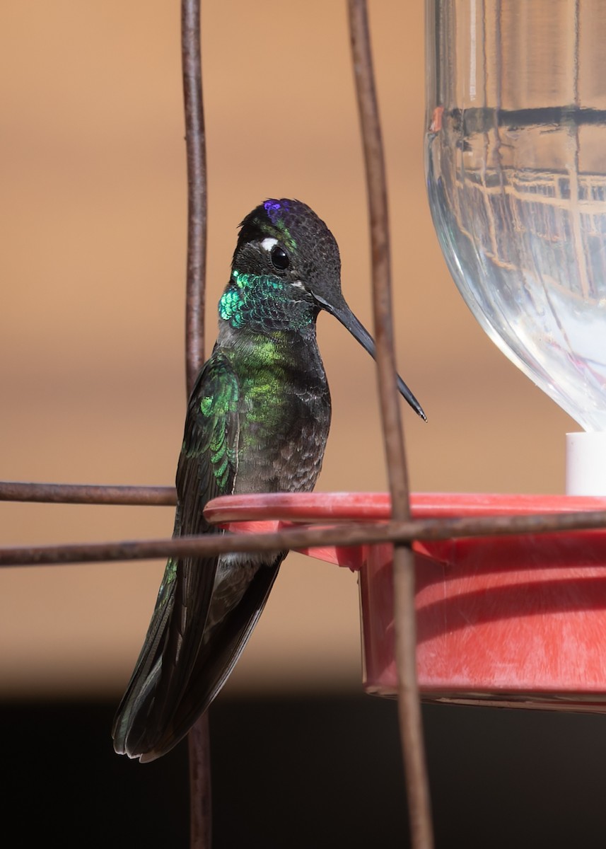 Rivoli's Hummingbird - Verlee Sanburg