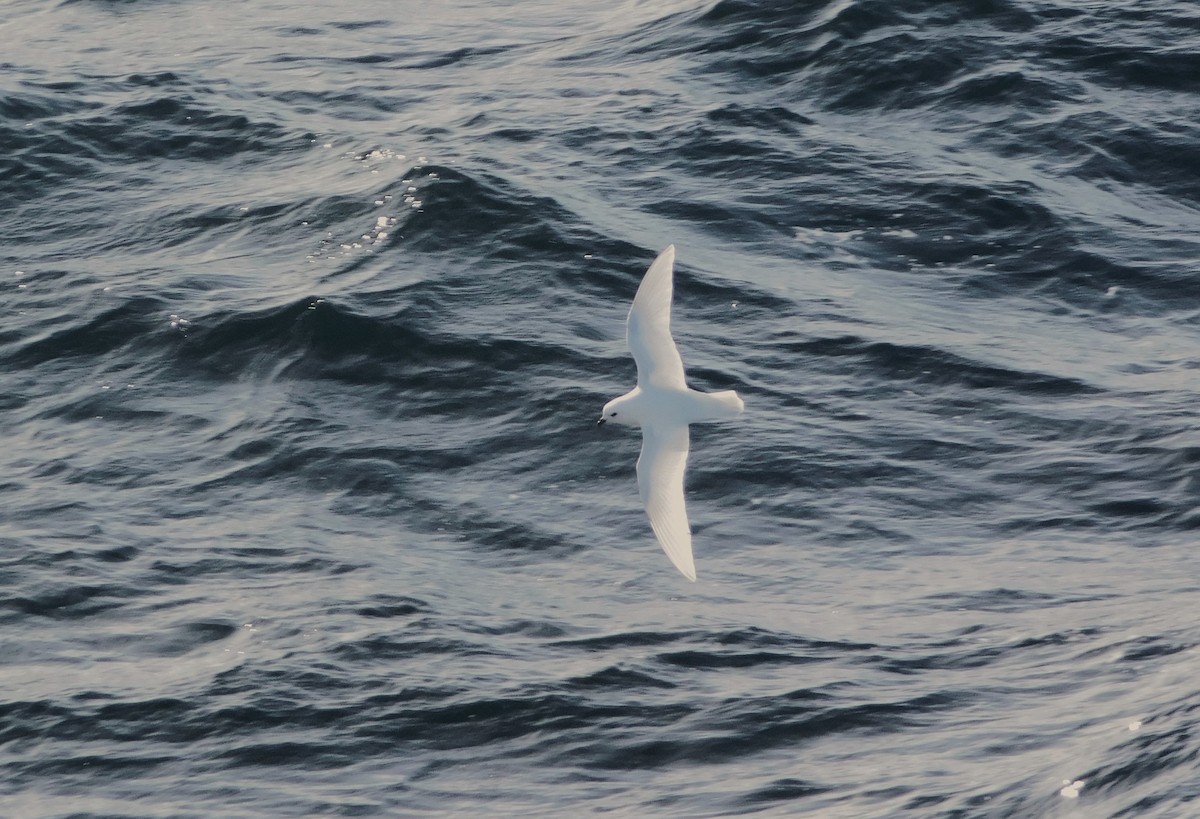 Snow Petrel - Nicolás Bejarano