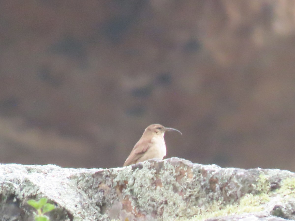 Buff-breasted Earthcreeper - ML616994529