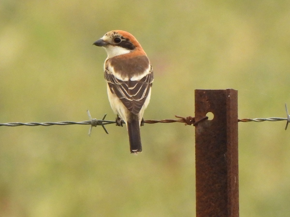 ťuhýk rudohlavý - ML616994530