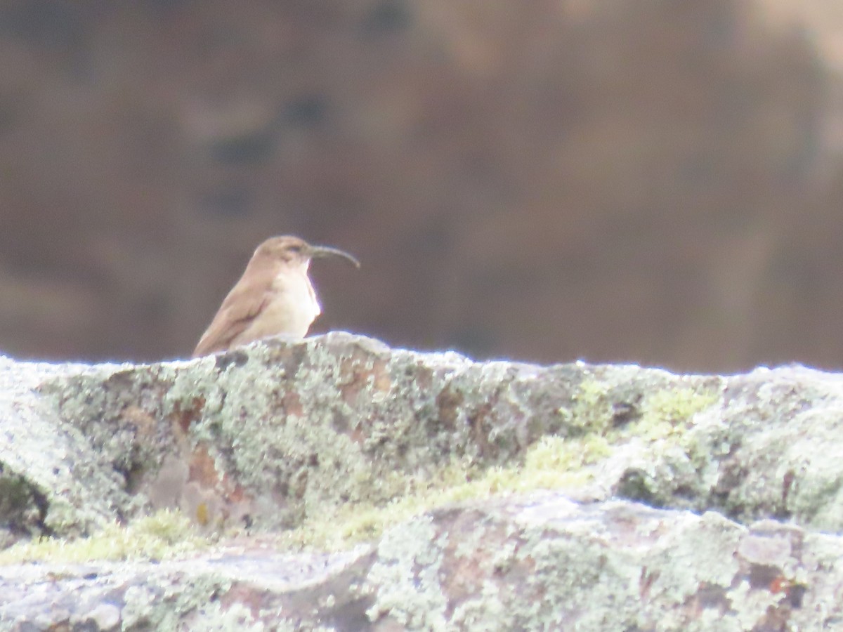 Buff-breasted Earthcreeper - ML616994550