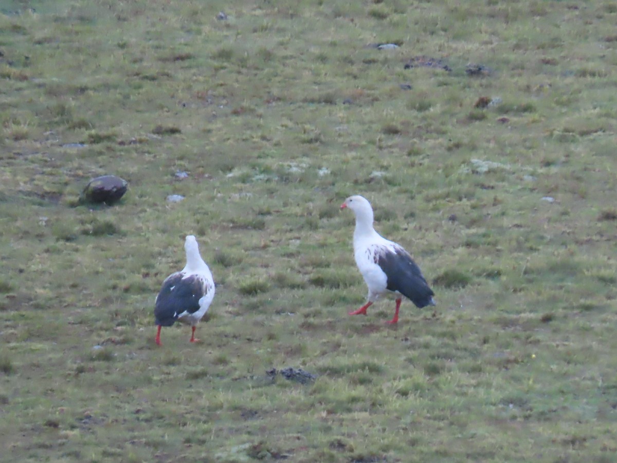 Andean Goose - ML616994597