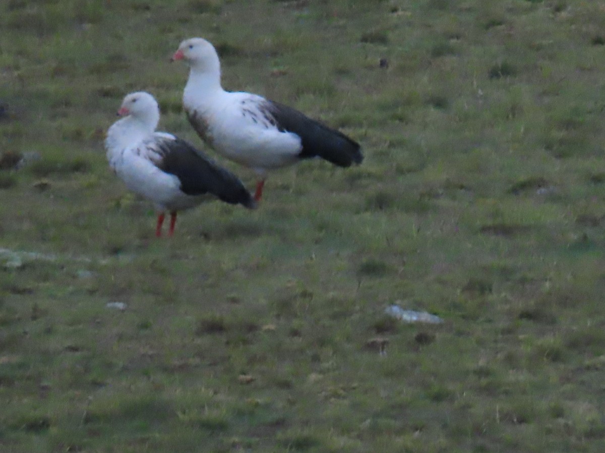 Andean Goose - ML616994618