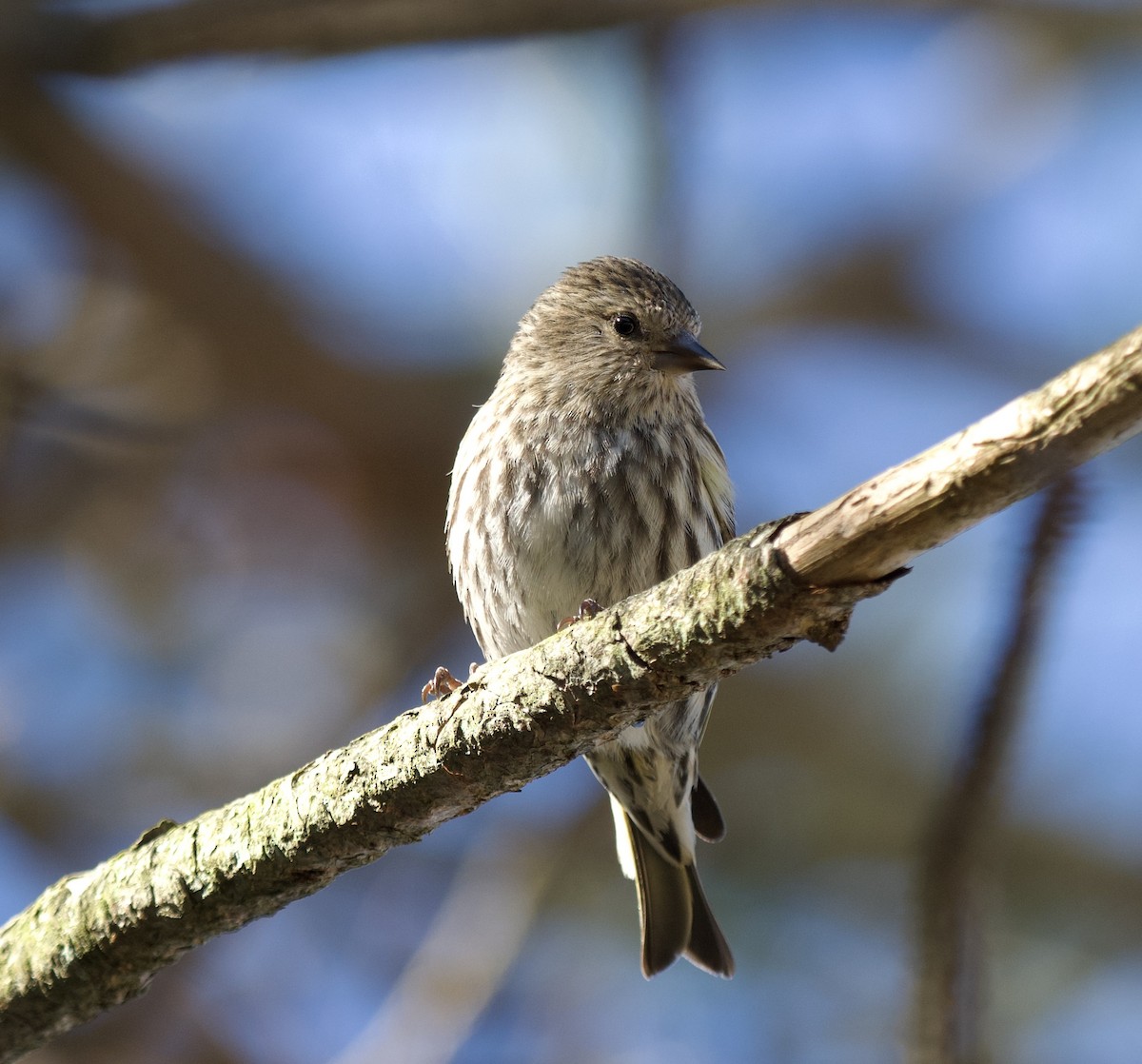 Pine Siskin - ML616994621