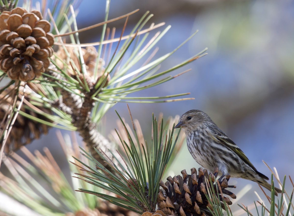 Pine Siskin - ML616994622