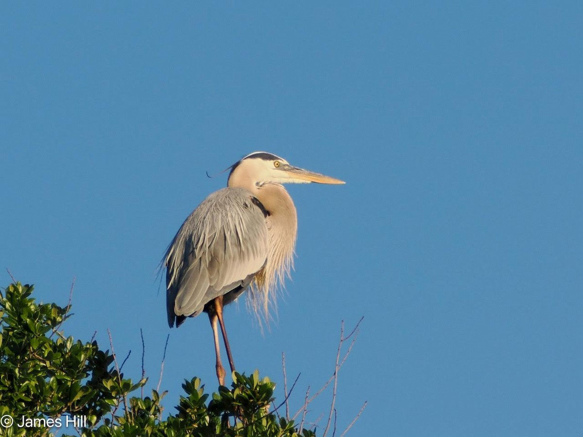 Great Blue Heron - James Hill