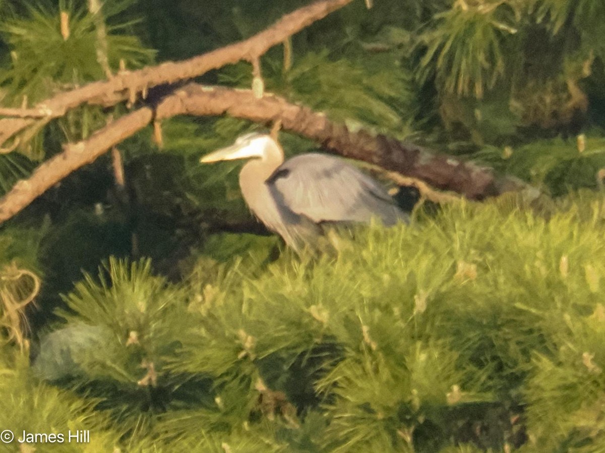 Great Blue Heron - ML616994635