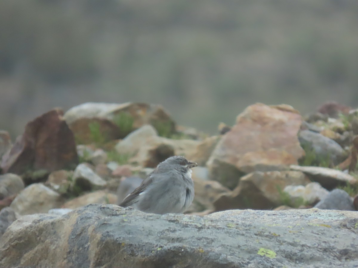 Glacier Finch - ML616994646