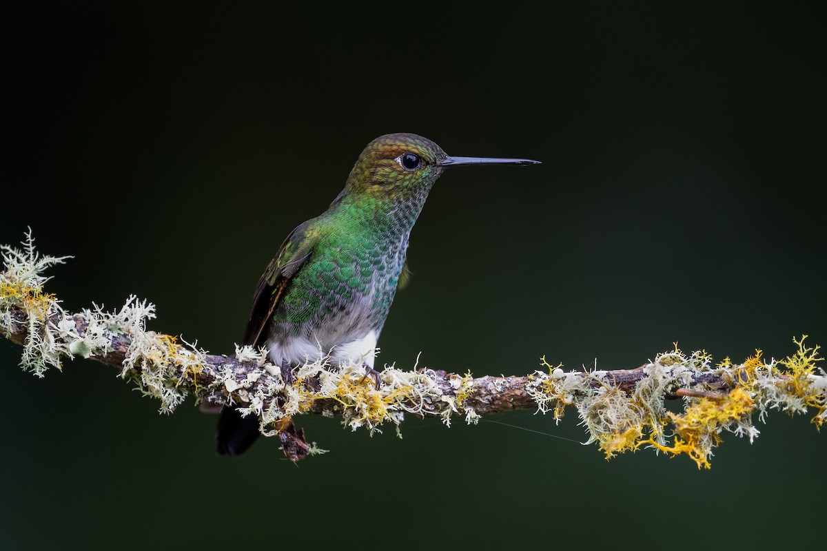 Greenish Puffleg - Brandon Nidiffer