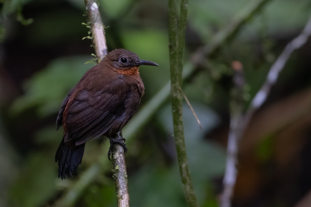 South American Leaftosser (Andean) - ML616994699