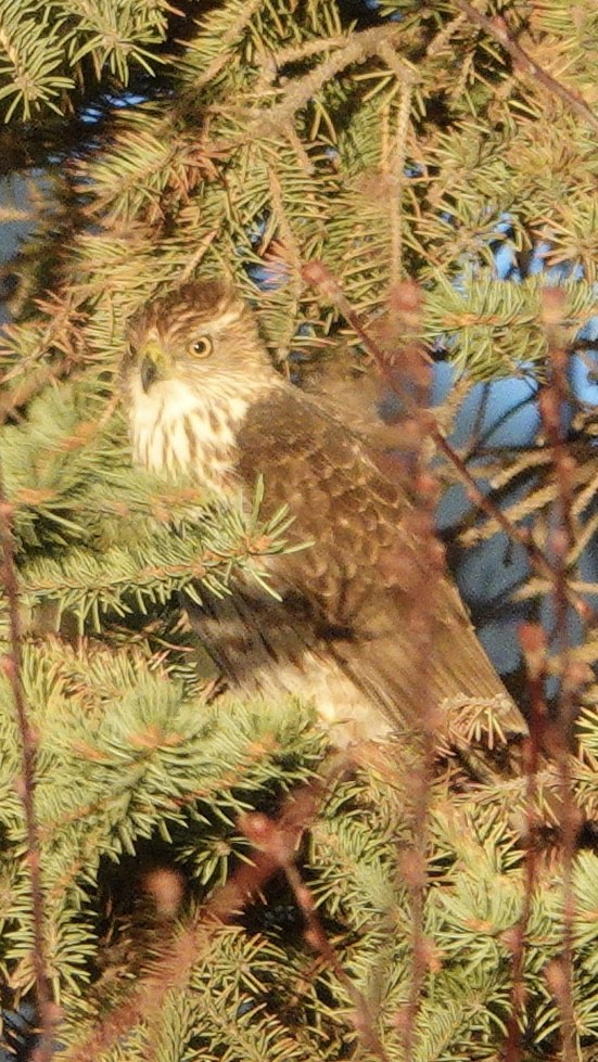 Sharp-shinned Hawk - ML616994734