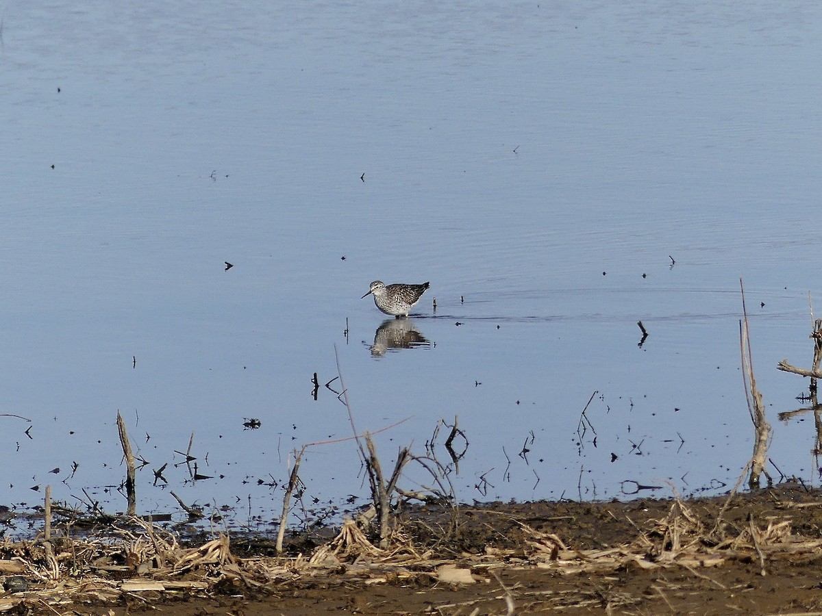 Lesser Yellowlegs - ML616994754