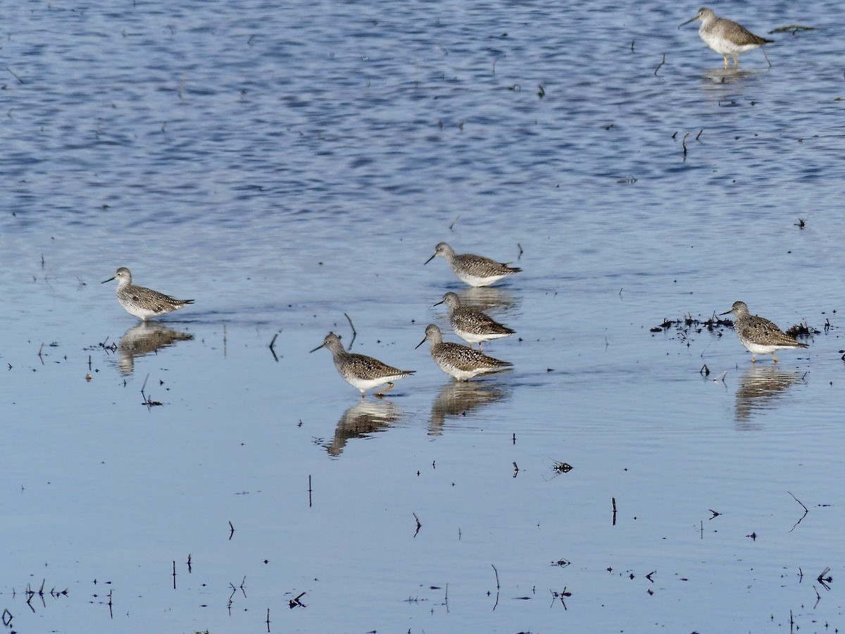 Lesser Yellowlegs - ML616994755