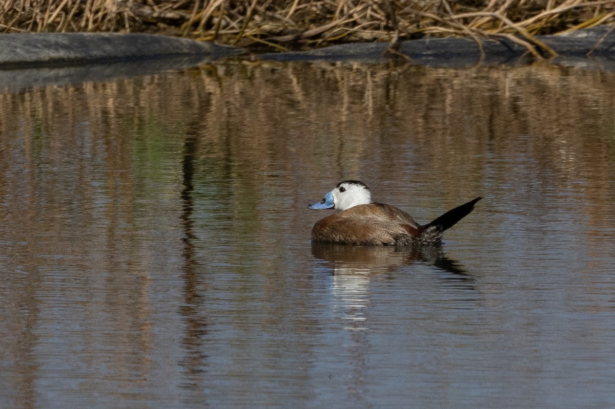 White-headed Duck - Micha Mandel