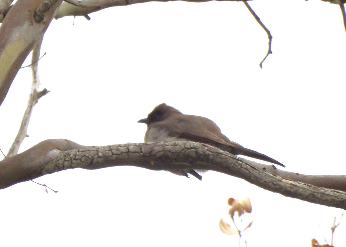 Bulbul des jardins - ML616994782