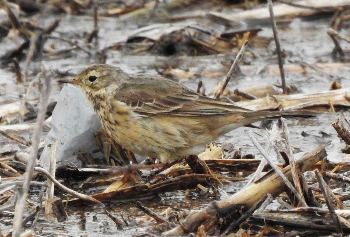 American Pipit - Terri Gorney