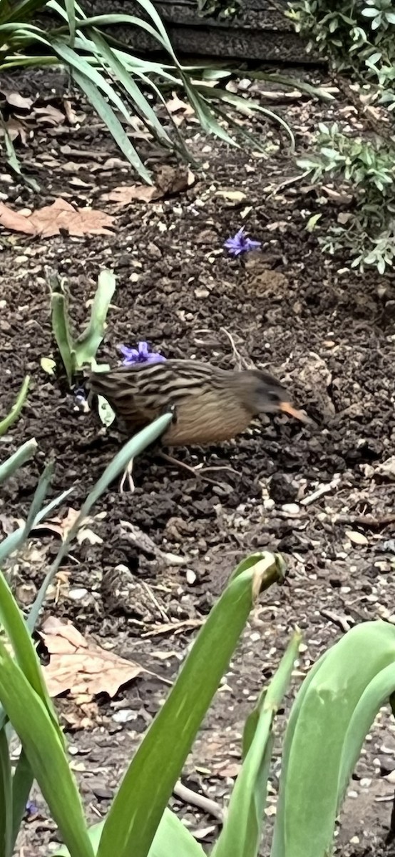 Virginia Rail - ML616994873