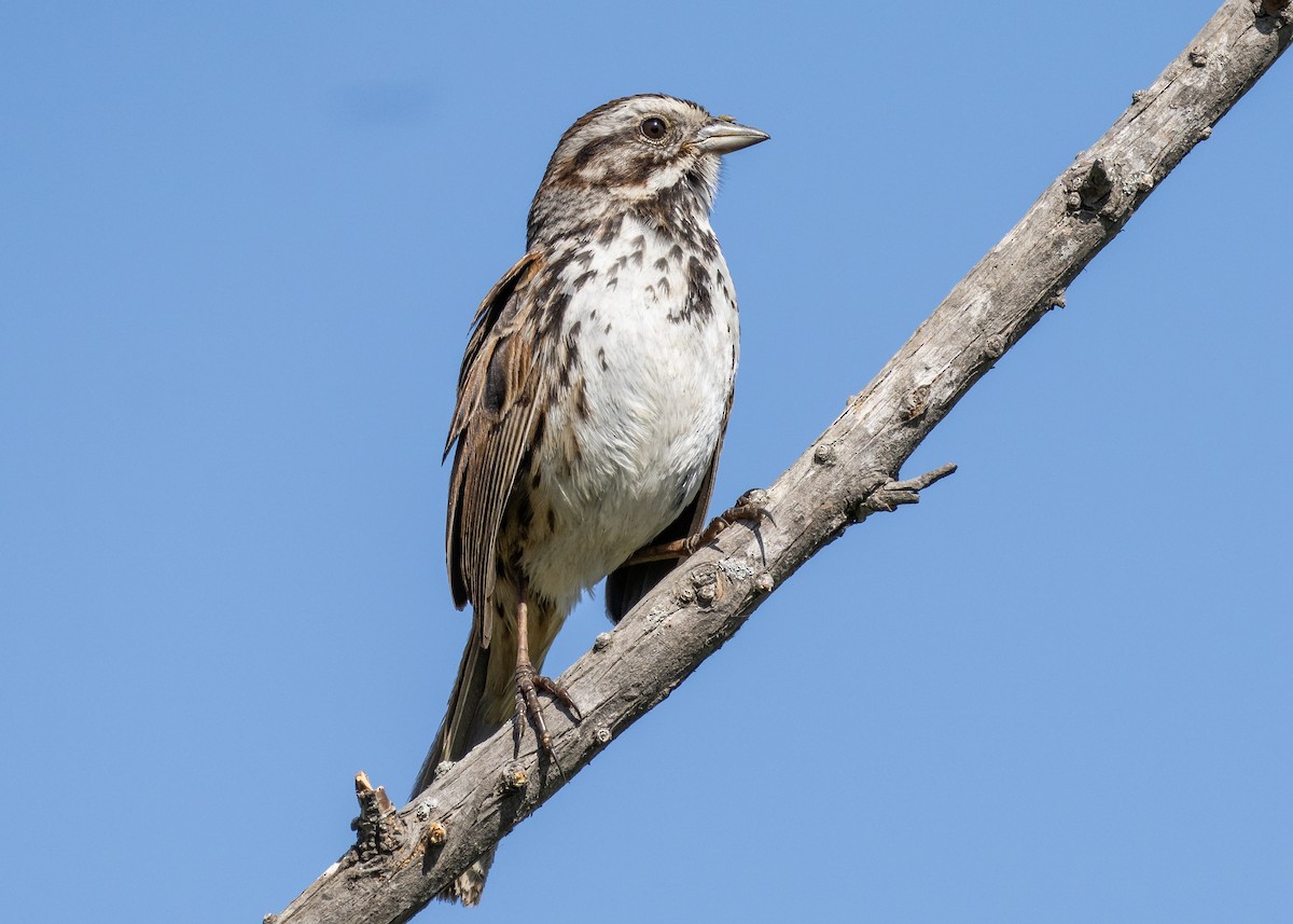 Song Sparrow - Patrick Van Thull