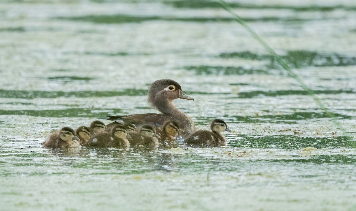 Wood Duck - ML616994920