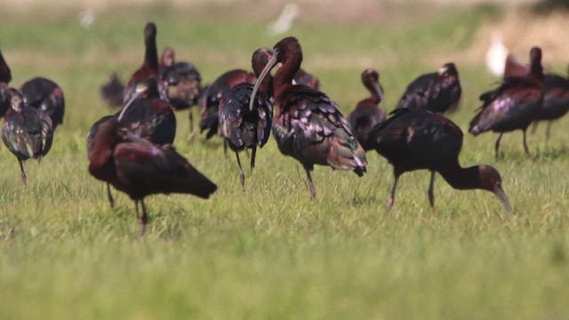 Glossy Ibis - ML616994944