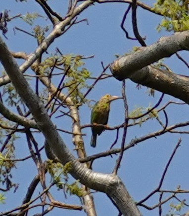 Lineated Barbet - ML616995007