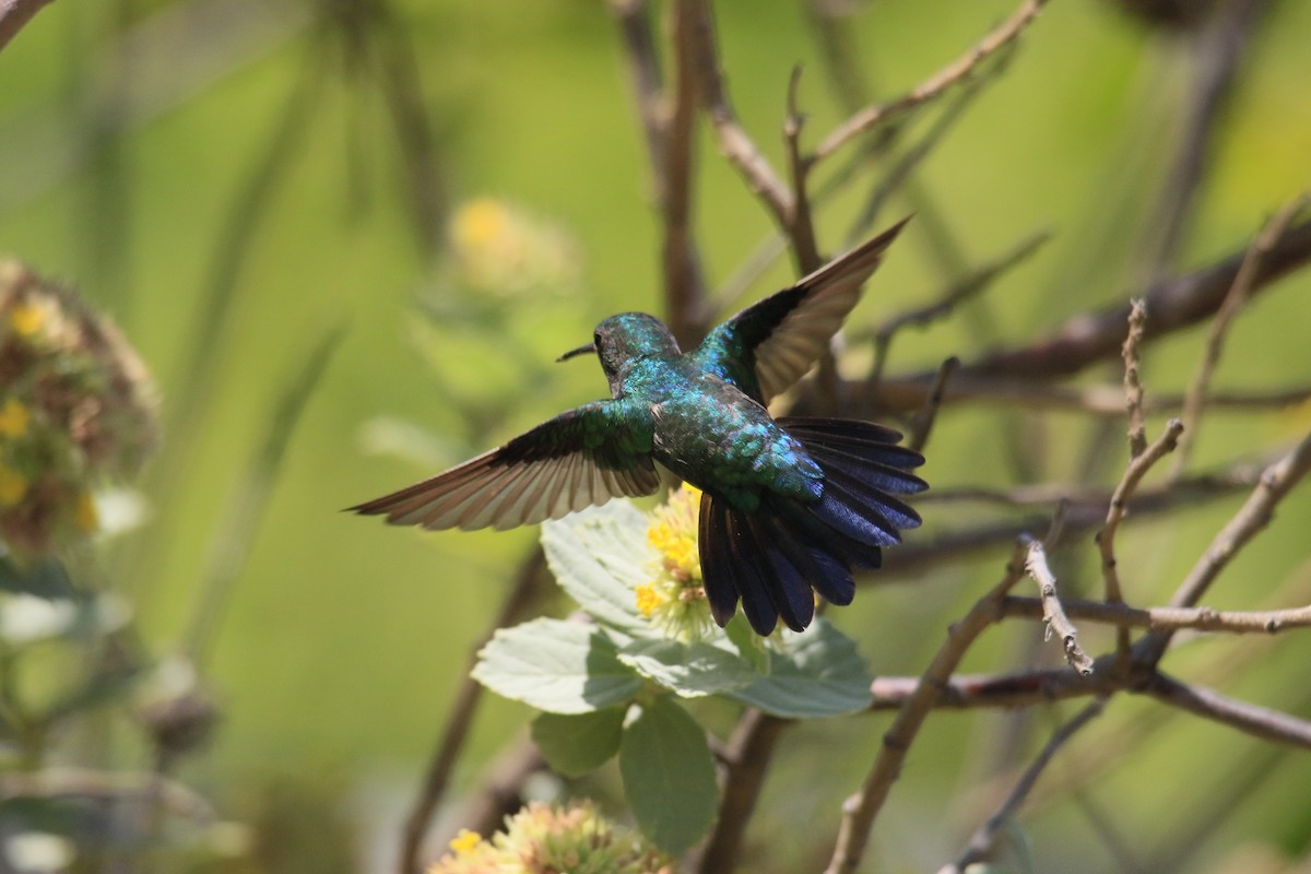 kolibřík modrobradý - ML616995036