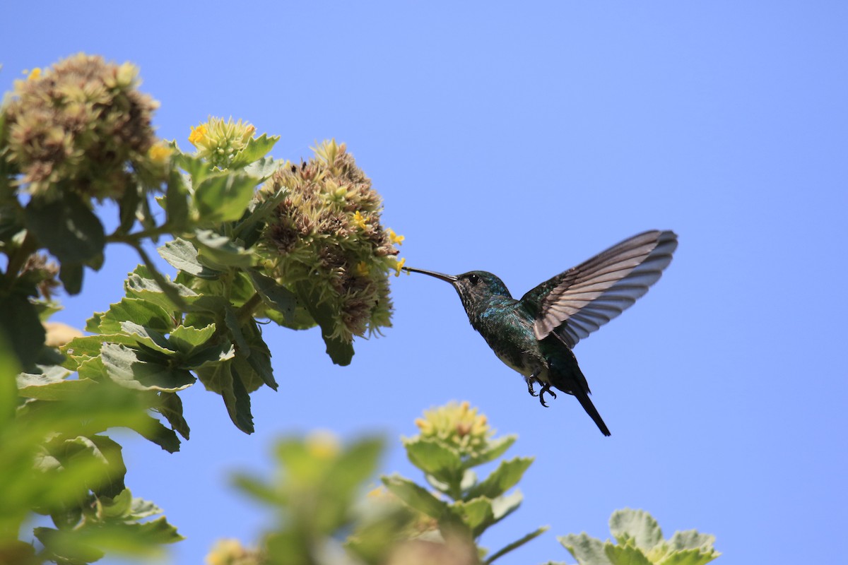 kolibřík modrobradý - ML616995048
