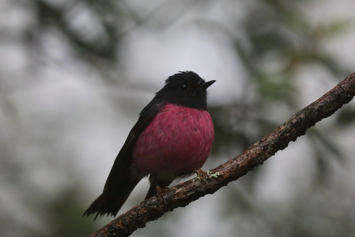 Pink Robin - Henry Burton