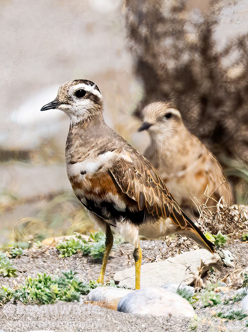 Eurasian Dotterel - ML616995114