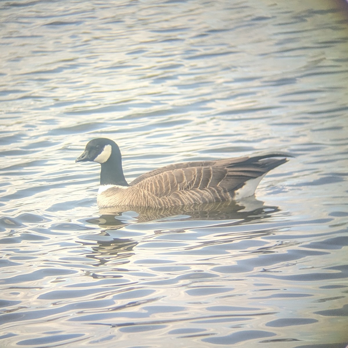 Cackling Goose - ML616995152