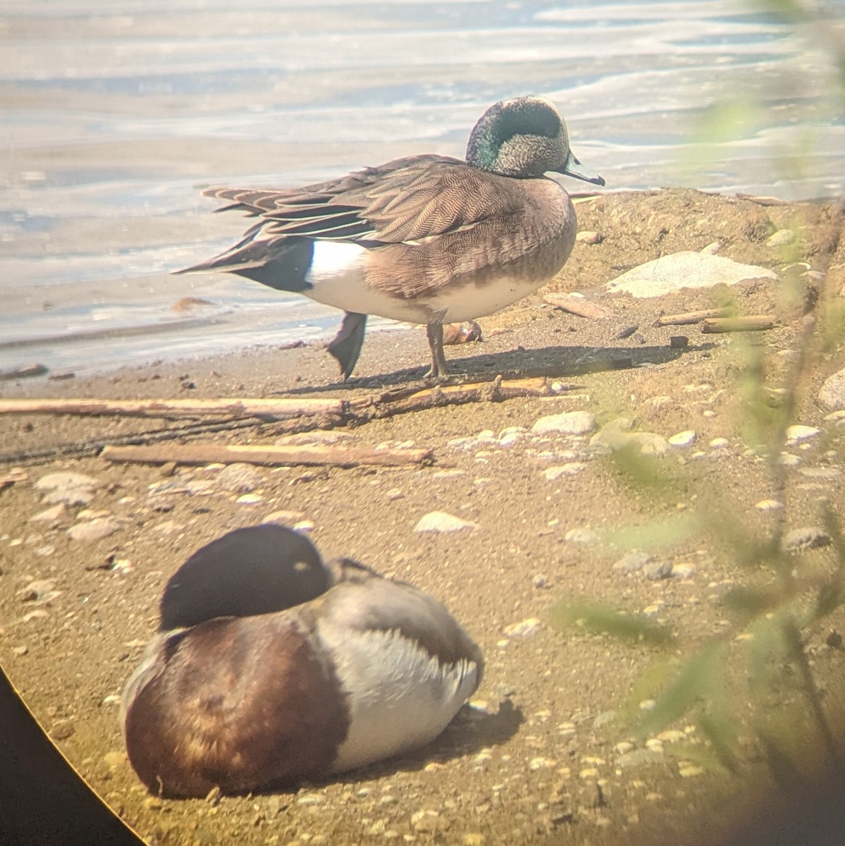 American Wigeon - ML616995165