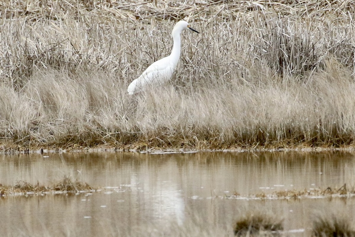 Snowy Egret - ML616995166