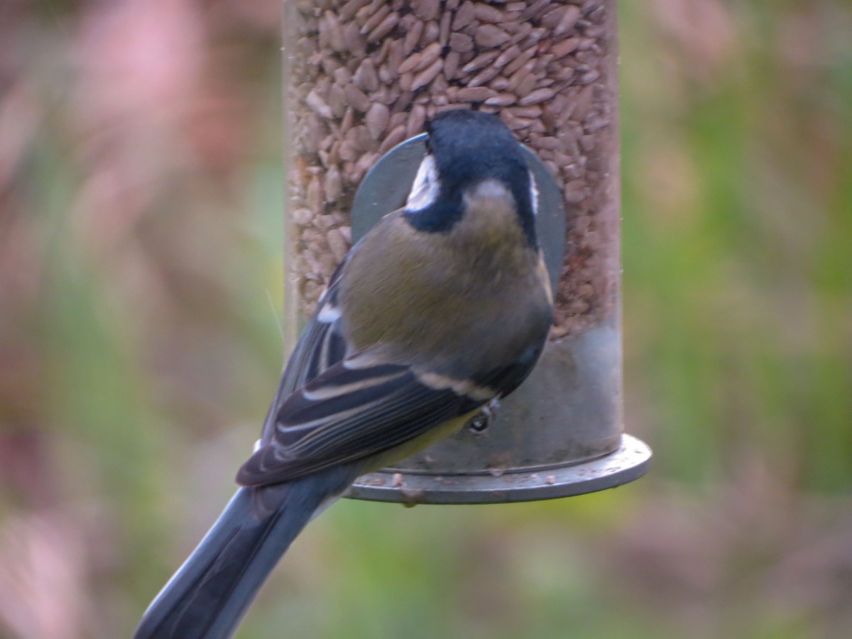 Mésange charbonnière - ML616995167