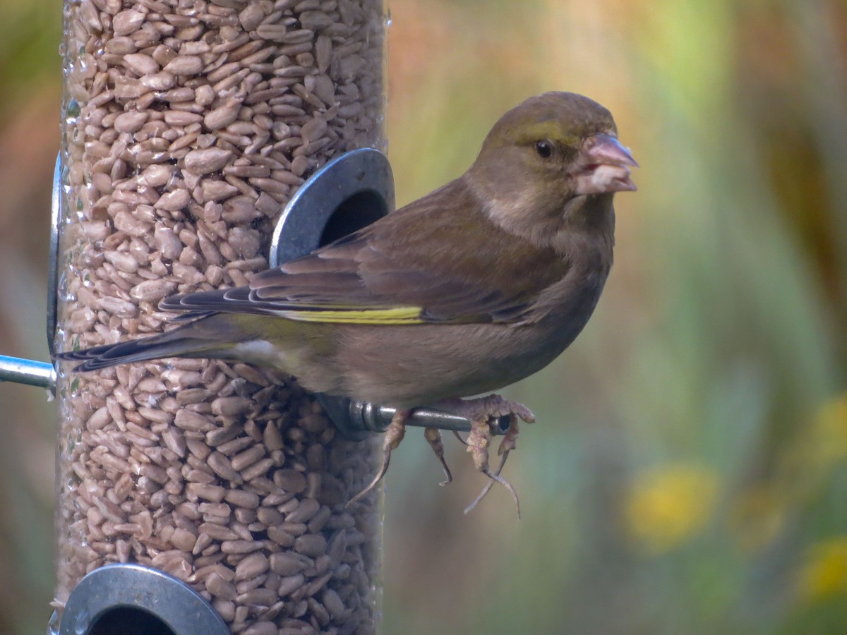 European Greenfinch - ML616995199