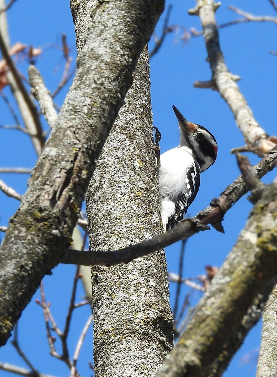 Hairy Woodpecker - John  Paalvast