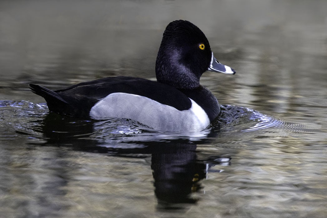 Ring-necked Duck - Candyce Herman