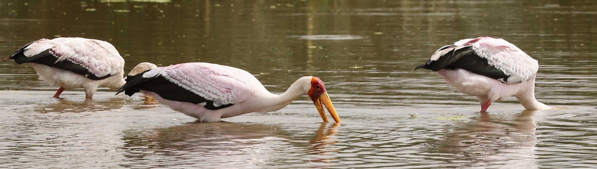 Yellow-billed Stork - ML616995234