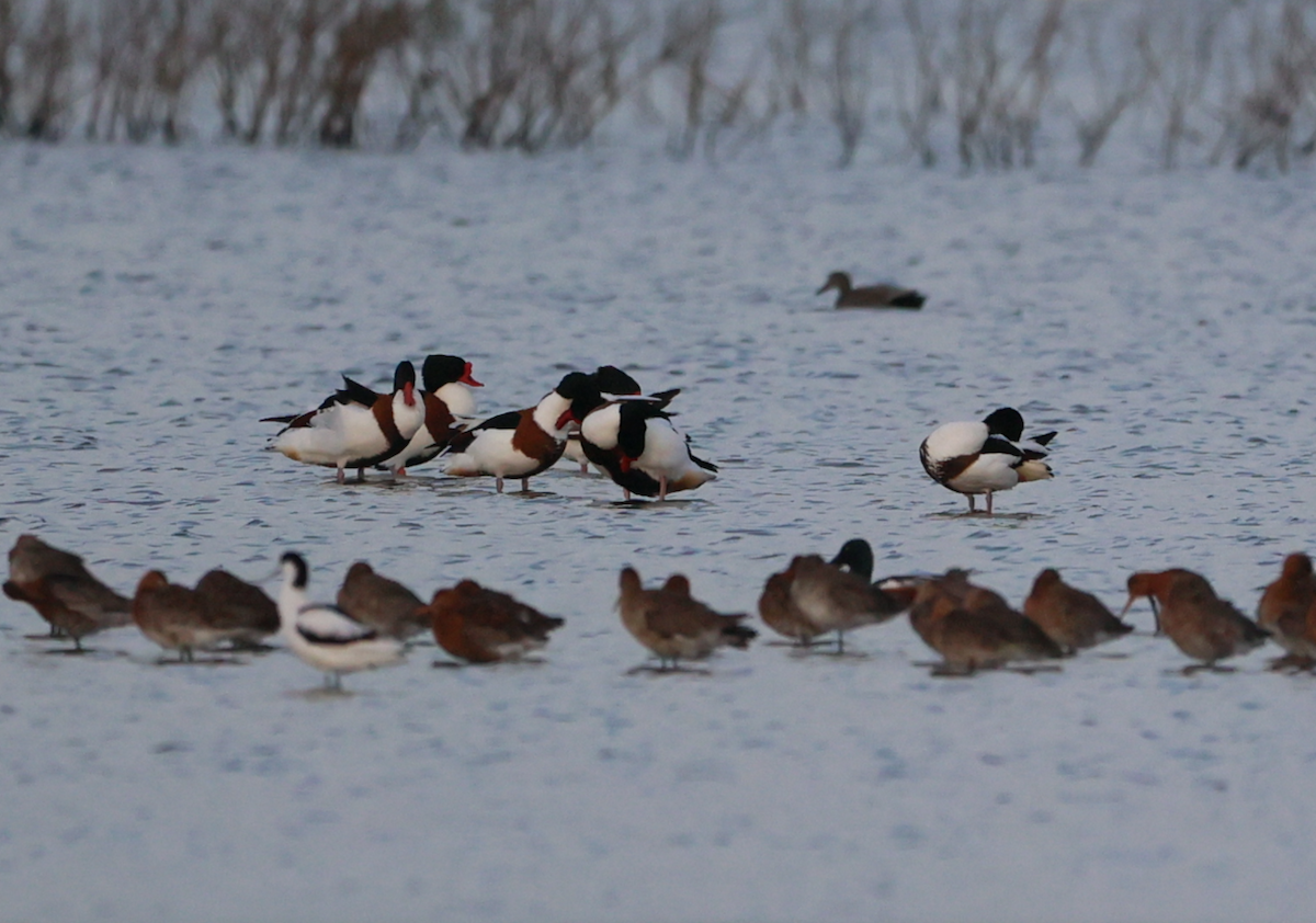 Common Shelduck - ML616995249