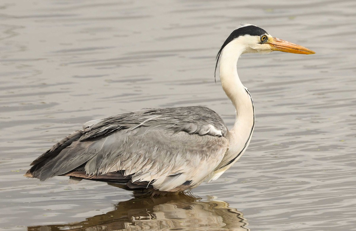 Gray Heron - ML616995262