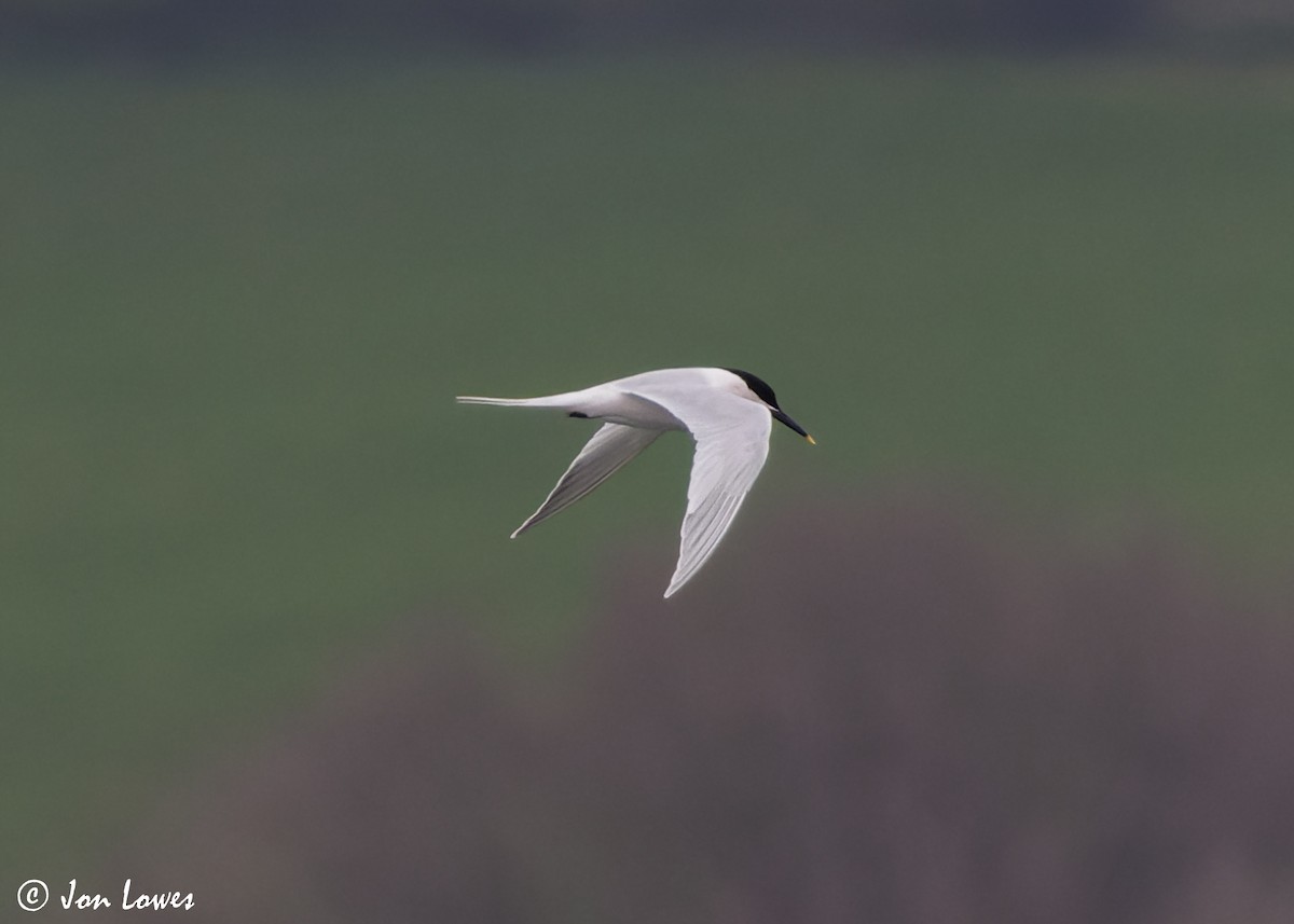 Sandwich Tern (Eurasian) - ML616995282