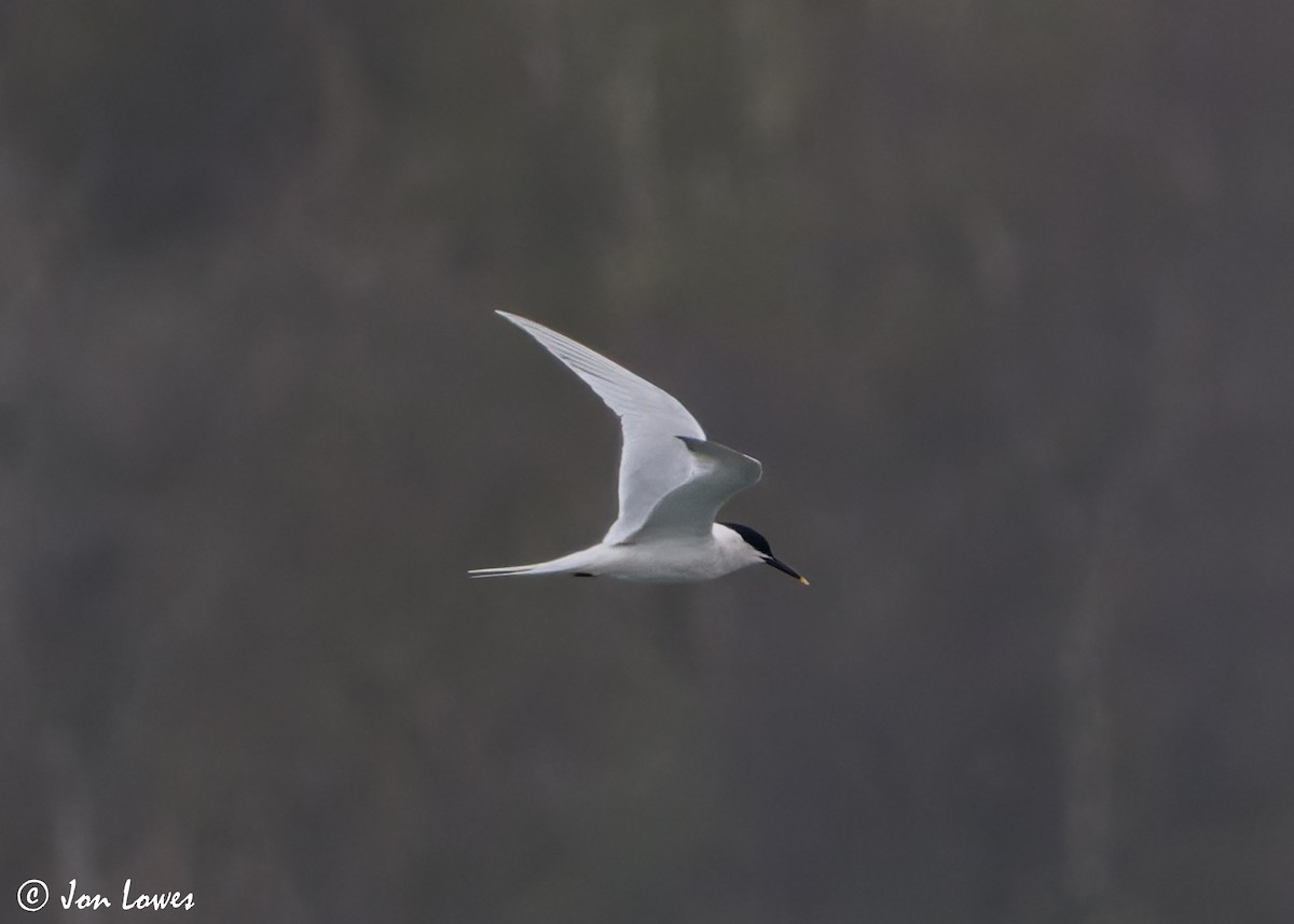 Sandwich Tern (Eurasian) - ML616995290