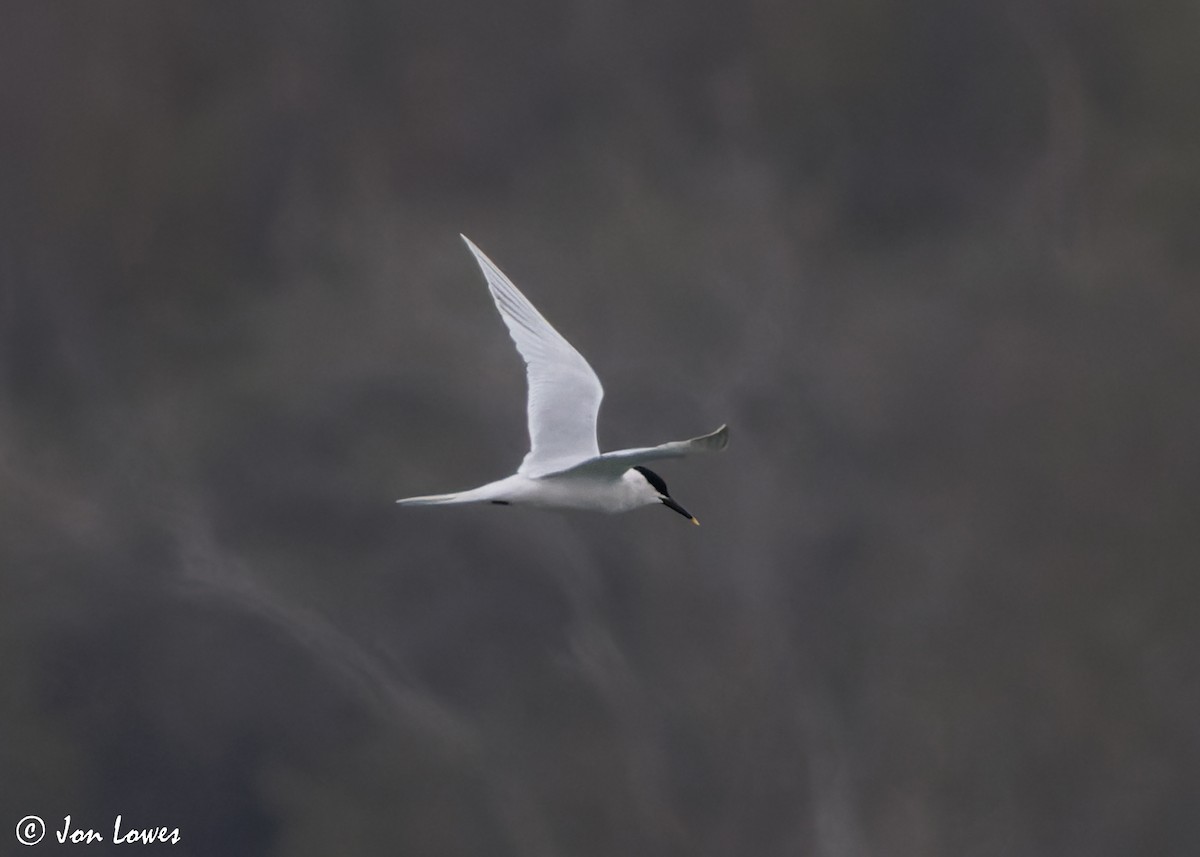 Sandwich Tern (Eurasian) - ML616995292