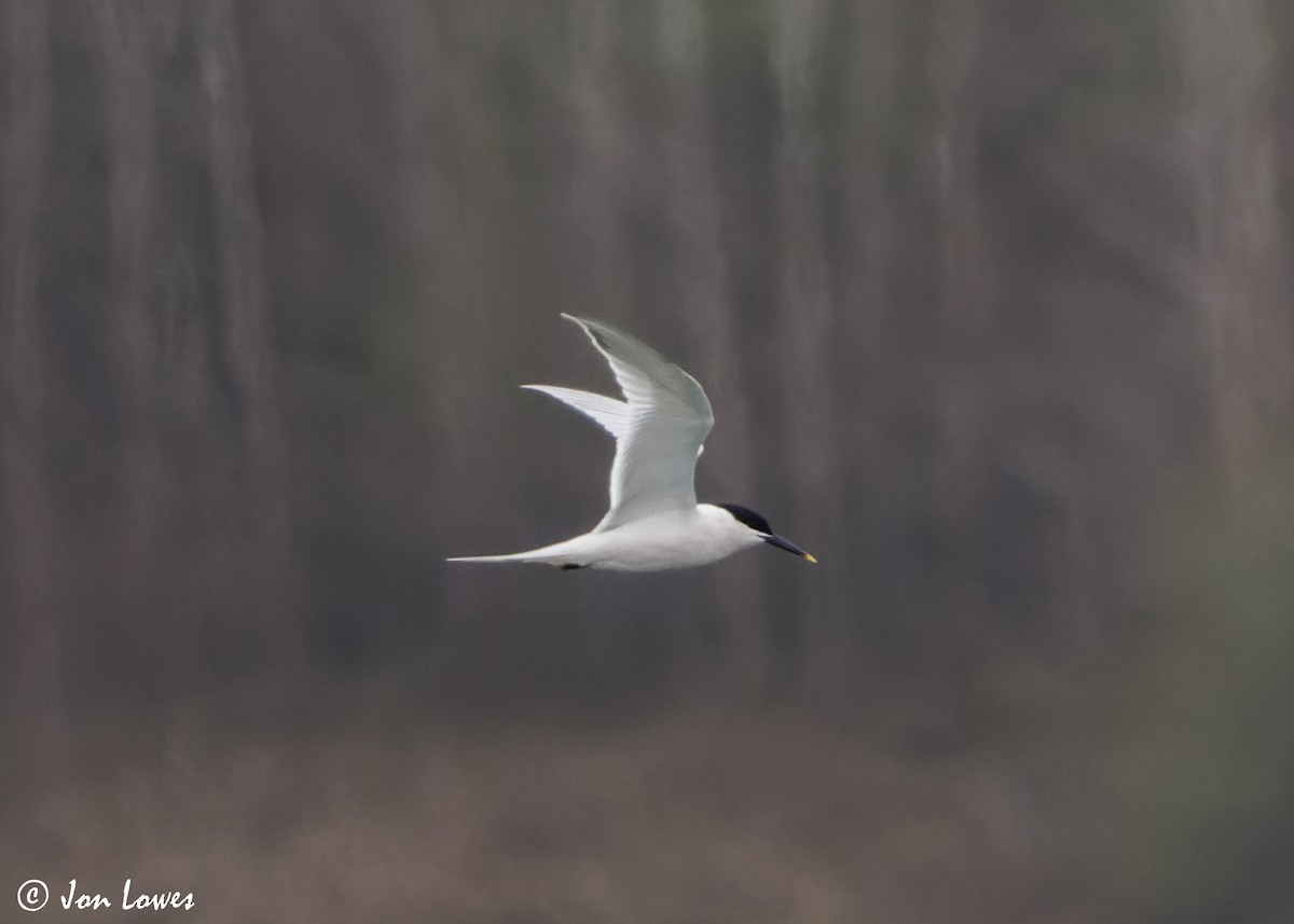 Sandwich Tern (Eurasian) - ML616995295