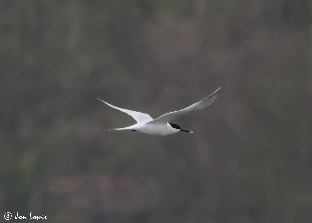 Sandwich Tern (Eurasian) - ML616995297