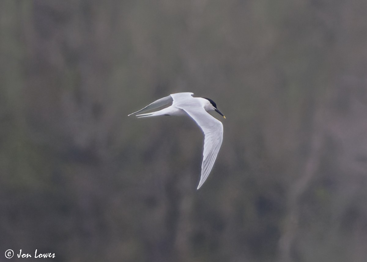 Sandwich Tern (Eurasian) - ML616995305