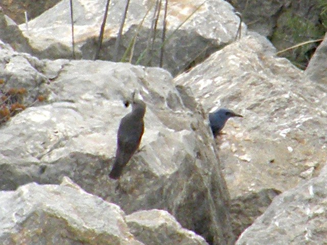 Blue Rock-Thrush - ML616995334