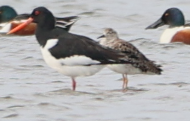 Eurasian Oystercatcher - Sandeep Channappa